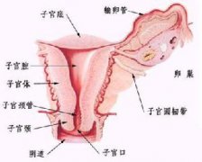 成都棕南医院